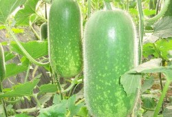 超帅网红吃瓜图片大全,超帅瞬间，图鉴娱乐圈新鲜事